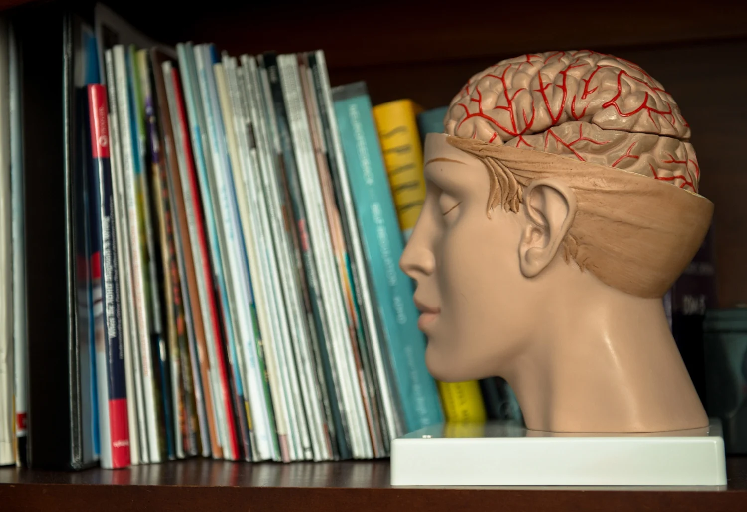 NeuroSource-CaseStudy Neurosource bookshelf office photo with bust showing brain